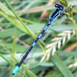 Coenagrion scitulum